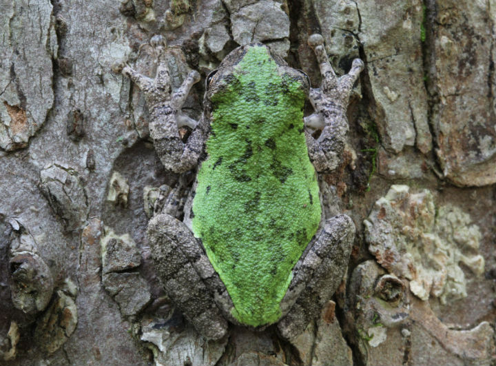 Bird-voiced Treefrog
